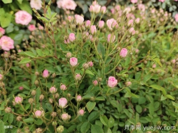 超微月季的優(yōu)缺點(diǎn)是什么？
