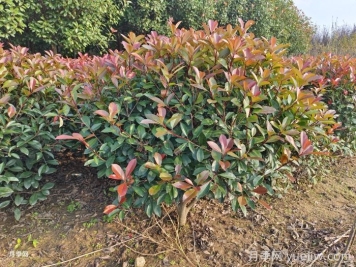 紅葉石楠球是常綠還是落葉苗木？