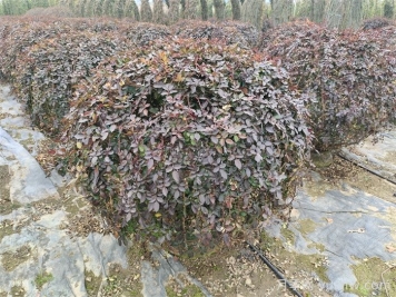 月季花耐寒最低多少度？
