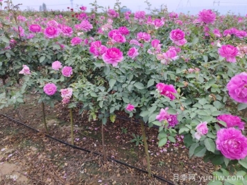 月季夏天怎么養(yǎng)？夏季月季的養(yǎng)殖注意事項
