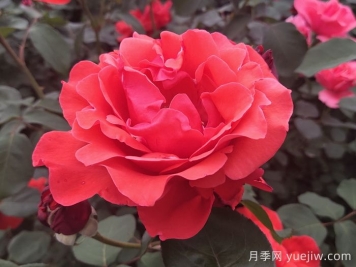 大花月季品種的花朵大小會受到哪些因素影響？