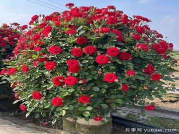 藤本月季造型花球冠幅1米價格