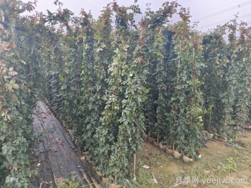 爬藤月季2米高多少錢一棵？