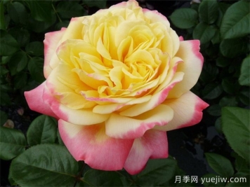 科德斯慶典月季介紹和優(yōu)缺點