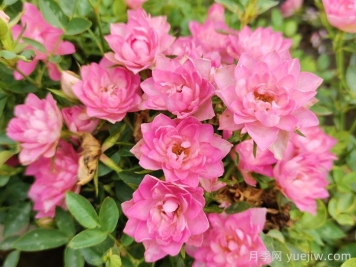 11種經(jīng)典微型月季花，顏值與實力兼具，陽臺黨最愛