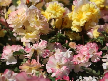 推薦勤花表現(xiàn)極好的景觀低維護(hù)月季品種