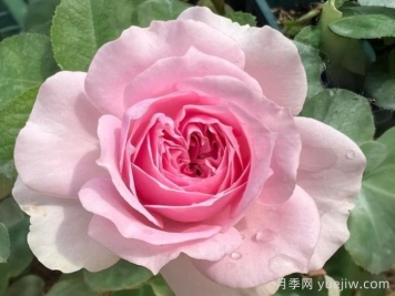 月季介紹，樓蘭月季