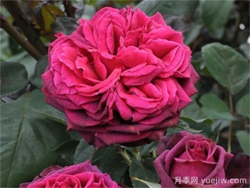 普及12種月季，養(yǎng)不死得小強(qiáng)月季