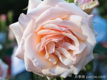 月季介紹，珍珠之母月季