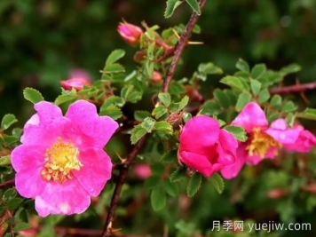 薔薇介紹，擬木香