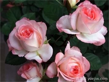 月季介紹，可愛多月季