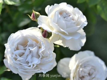 巴普洛娃月季介紹和優(yōu)缺點