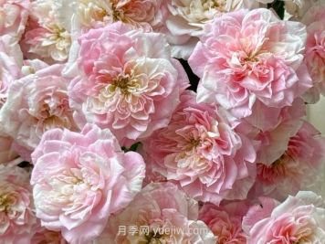 幸福之門月季介紹和優(yōu)缺點