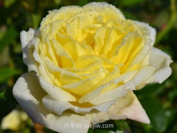 ?檸檬雪酪月季介紹和優(yōu)缺點