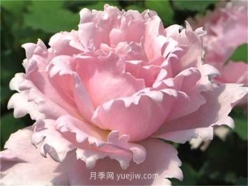 索菲羅莎月季介紹和優(yōu)缺點