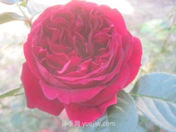 自由精靈月季介紹和優(yōu)缺點