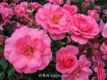 米拉托月季介紹和優(yōu)缺點