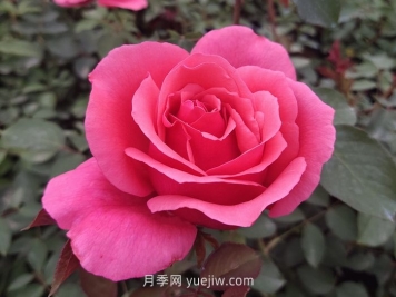 10個花徑超過15厘米的月季花品種