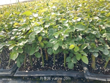 月季苗，南陽(yáng)月季小苗用于全國(guó)各地的月季繁育基地