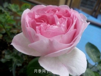 伊芙幻塔索斯月季介紹和優(yōu)缺點