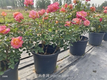 保證月季100%存活的十大養(yǎng)護(hù)絕招