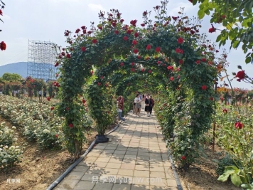 夏季很多月季和花木快速衰弱死亡，是什么原因？