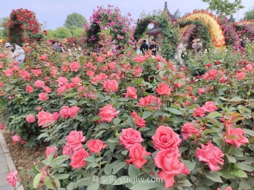 園林花木景觀應(yīng)用