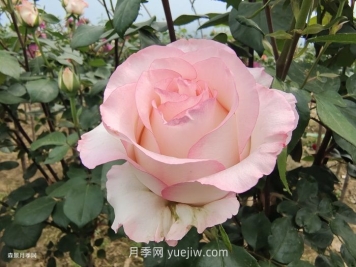 園林人必須知道的88個花卉基本知識點
