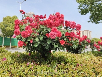 北方常見園林植物合集