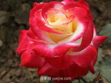 盤點(diǎn)11個(gè)強(qiáng)香的月季品種，個(gè)個(gè)打滿分