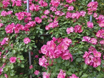 月季花長出新葉，卻會打卷，是什么問題？