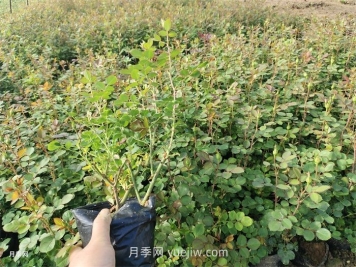 月季小苗多久能長成大苗？