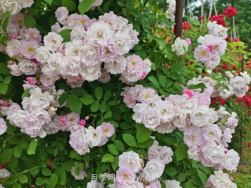 薔薇花什么時(shí)候開花，花期有多久？