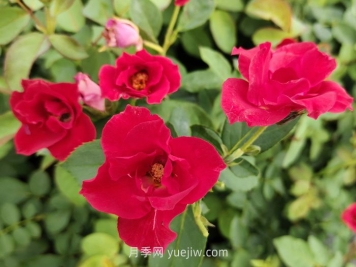 薔薇花是春天開花還是夏天開花？