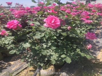 夏季月季修剪不當(dāng)為什么會死？