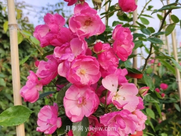 推薦適合陽臺種植的藤本月季品種