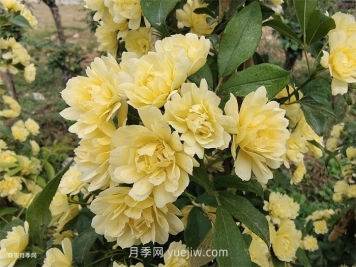 黃木香多久可以開(kāi)花？黃木香怎樣才能多開(kāi)花呢？