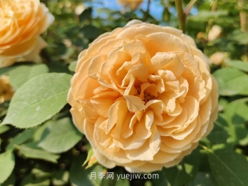 橙色月季哪個品種花大？