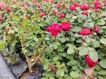 內(nèi)蒙古區(qū)域可以種植月季嗎？