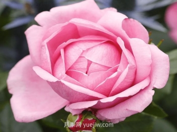 德西里渴望月季介紹和優(yōu)缺點