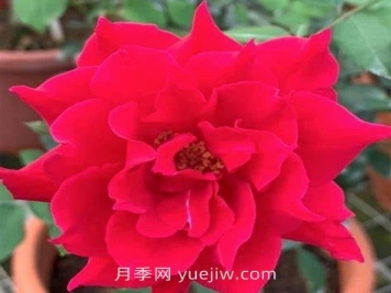 阿爾辛娜月季介紹和優(yōu)缺點