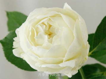 伊芙布雷琴月季介紹和優(yōu)缺點