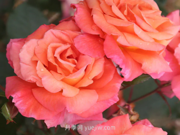 巫術月季介紹和優(yōu)缺點