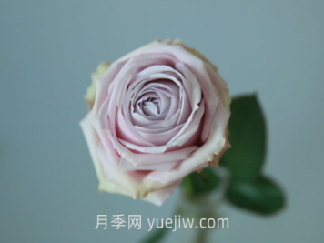 云裳月季介紹和優(yōu)缺點