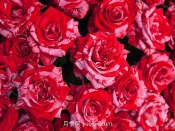 21朵玫瑰花的花語是什么？