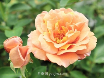拉芬波特月季介紹和優(yōu)缺點