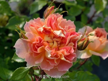 南瓜燈籠月季介紹和優(yōu)缺點