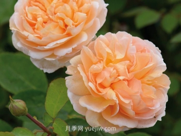 園丁夫人月季介紹和優(yōu)缺點