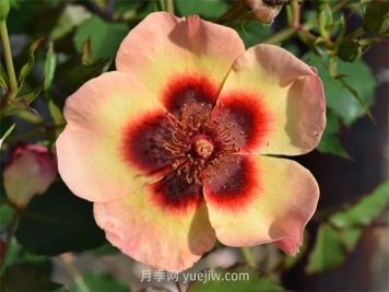 別致巴比倫眼睛月季介紹和優(yōu)缺點