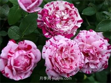 抓破美人臉月季介紹和優(yōu)缺點
